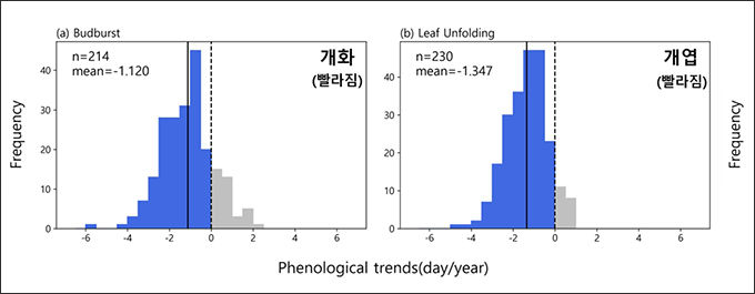 봄철 계절현상(개화, 개엽) 빨라지는 경향을 보이고 있다.