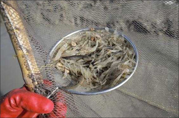 밀대그물에 잡힌 젓새우(김장새우)