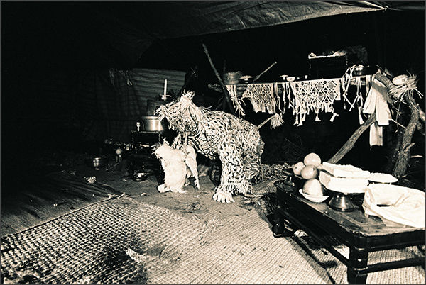 강사리 범굿의 호랑이, 1981