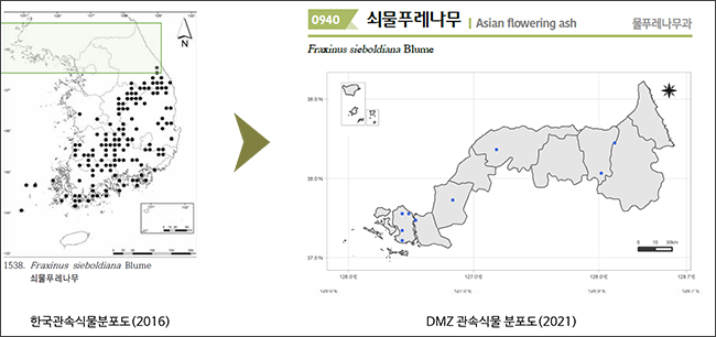 쇠물푸레 견줌 