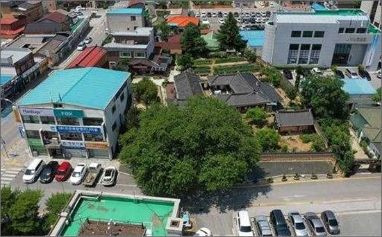 정선 봉양리 뽕나무와 상유재 고택(오른쪽) 모습