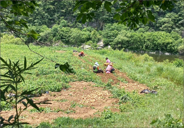 감자를 캐고 있다
