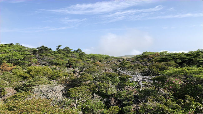 한라산 구상나무 숲