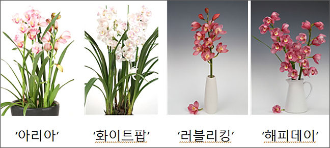 심비디움 대형종(골드썬), 소형종(루비볼)