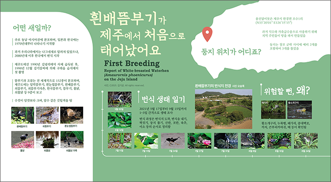 '흰배뜸부기 번식과정' 전시