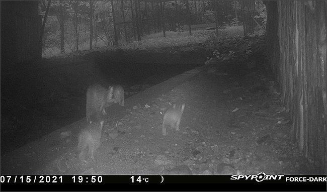 어미와 새끼 삵 3마리 (2021. 7. 15. 포착)