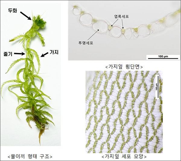 물이끼류의 특징적인 형태 구조