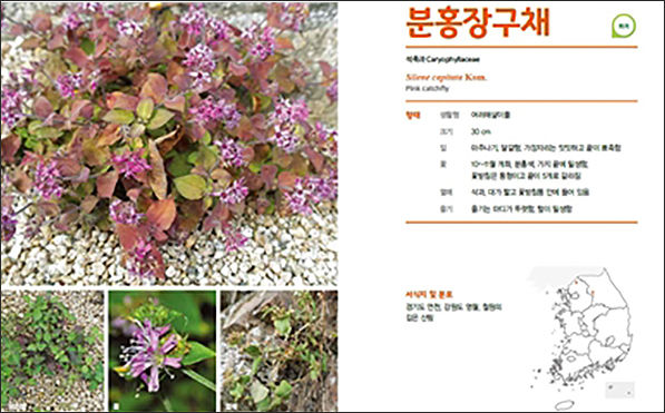내지 예시(DMZ접경지역의 식물 Ⅵ, 연천군)