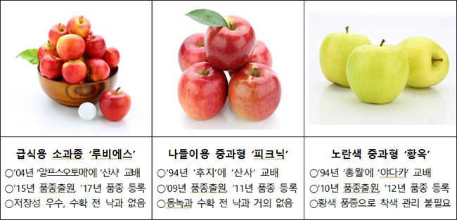 일반적인 작은 사과 품종
