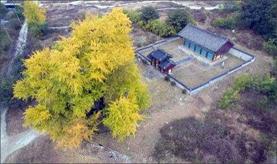 세종시 세종리 은행나무와 숭모각