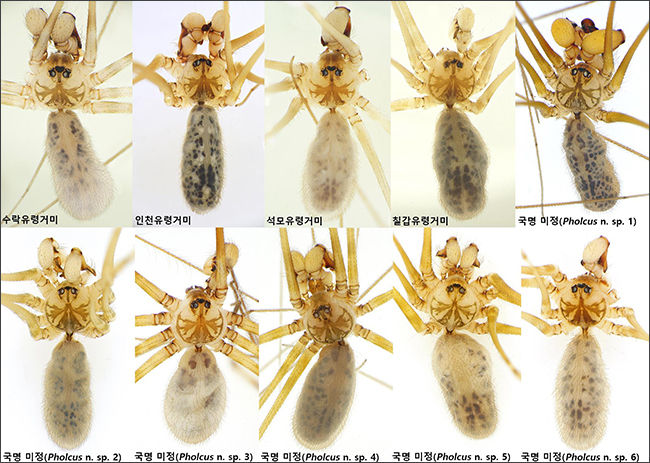 발굴 신종 10종