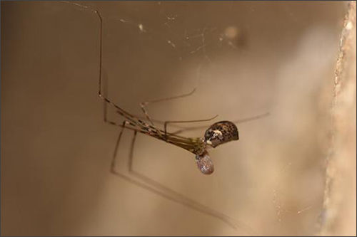 수락유령거미(Pholcus suraksanensis)