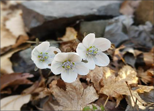 꽃핀 변산바람꽃(2022. 02. 28. 찍음)