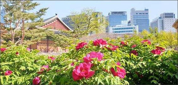 <덕수궁 정관헌 앞 모란