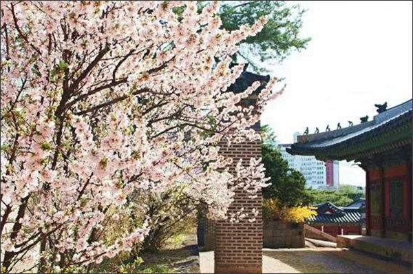 창경궁 화계(꽃 계단)