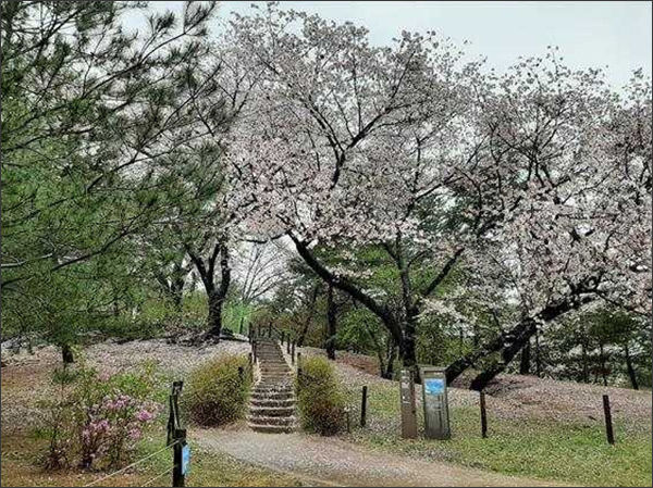 의릉 봄 풍경