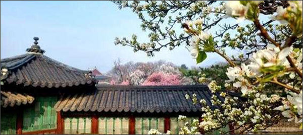 낙선재 후원 봄 풍경
