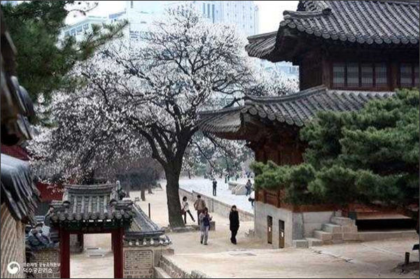 덕수궁에 핀 살구꽃