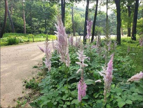 헌인릉의 노루 오줌