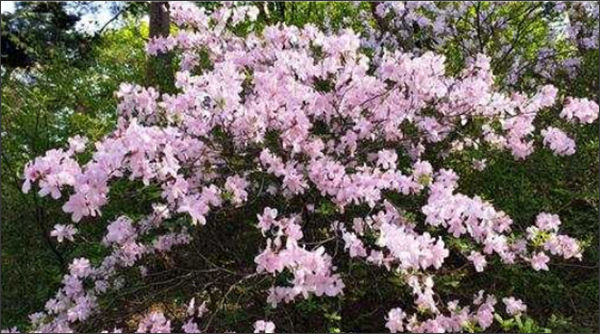 정릉에 핀 산철쭉