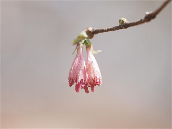 가야산국립공원에서 꽃 핀 올괴불나무_가야산국립공원 야생생물보호단 제공(2022.3.15. 찍음)