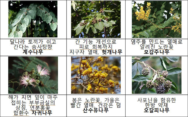 분양 수종 사진 1