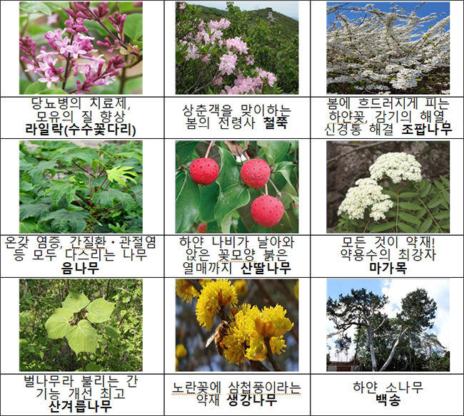 분양 수종 사진 1