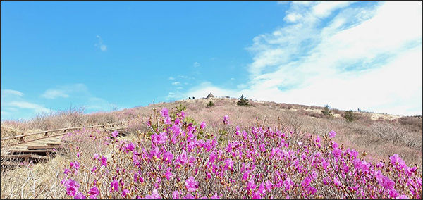 지리산 노고단의 봄