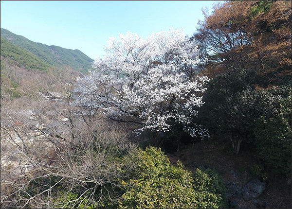 천연기념물 제485호 구례 화엄사 올벚나무 활짝 피어