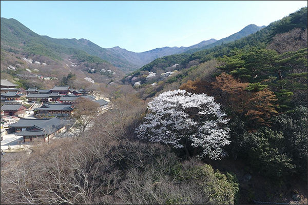 천연기념물 제485호 구례 화엄사 올벚나무 활짝 피어