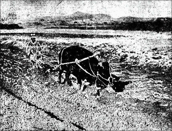 동아일보 1940년 4월 20일 사진 "곡우절 앞주고 바쁜 춘경(春耕, 봄밭갈이)