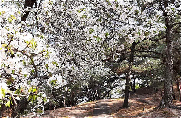 의릉 천장산 산벚꽃 (성북구 석관동, 촬영 의릉관리소)>