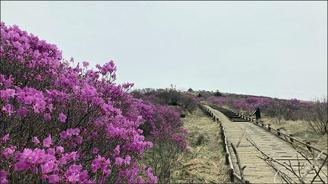 노고단으로 오르는 탐방로에 피어난 털진달래