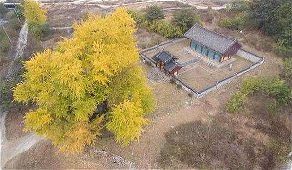 「세종 임난수 은행나무」와 숭모각