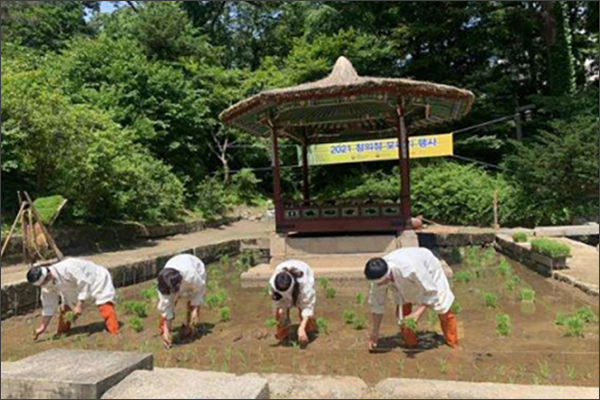 2021 청의정 모내기 행사 현장