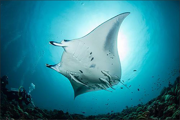 #01 장재연 <800번의 귀향> _ 여왕의 우아함과 UFO의 신출귀몰함을 겸비한 영물 만타가오리(Manta Ray). 한약재로 남획되면서 점점 만나기 힘들어지고 있다.