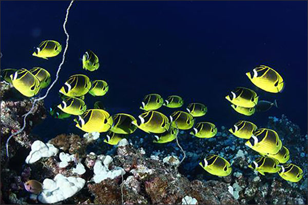 #04 장재연 <800번의 귀향> _ 하늘을 나는 나비같이 예쁜 버터플라이피쉬(Butterflyfish). 흔하게 볼 수 있어 언제든 찍을 수 있다고 생각해 뒤로 미루다가 결국 찍는 것을 놓치곤 한다.
