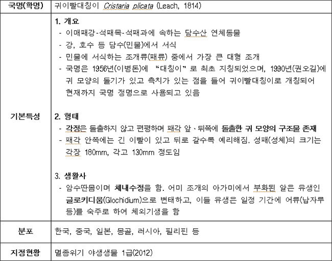 귀이빨대칭이 설명 자료