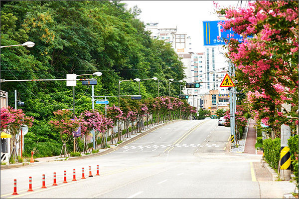 ‘배롱나무 명품 특화거리’