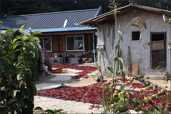 고추말리기가 한창인 농촌 풍경
