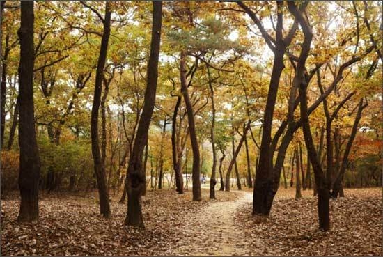 구리 동구릉