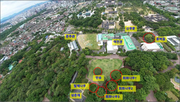 청와대 노거수 무리 전경