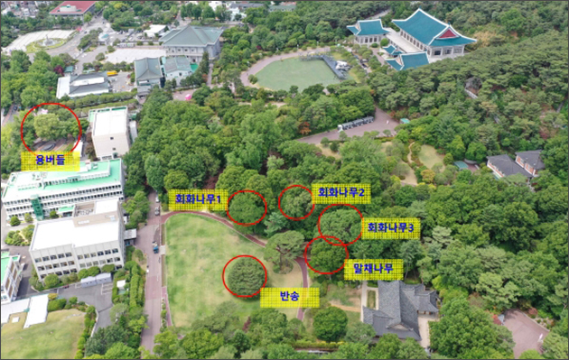 청와대 노거수 무리 전경
