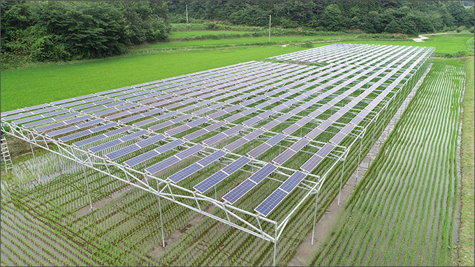 영농형 태양광발전, 출처: 솔라팜 (//www.solarfarm.co.kr)