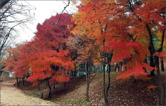 선릉 산책로 전경