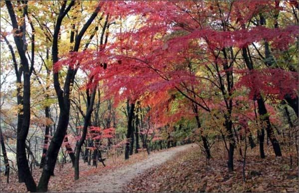 김포 장릉 산책로 전경