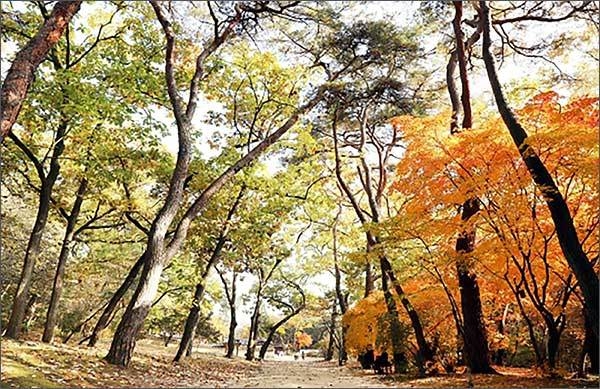 여주 영릉과 영릉 산책로 전경