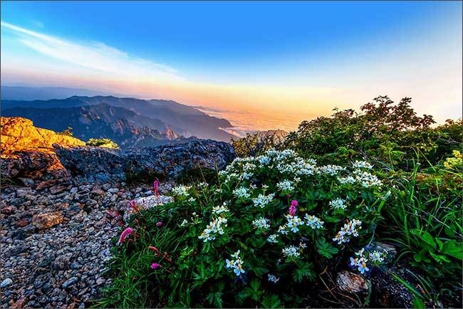 우수상 ‘설악산 바람꽃’ 전양희 작 (설악산)