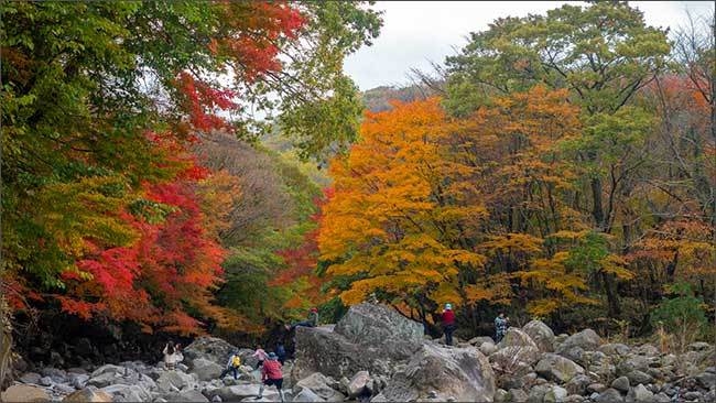 한라산둘레길(천아숲길)