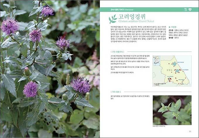 ‘산과 들에서 전해지는 강원 생물이야기’ 내지, '엉겅퀴' 부분